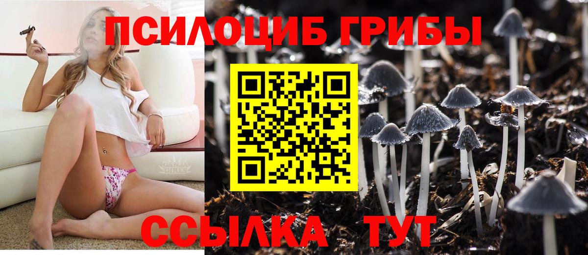 Торжок  Галлюциногенные грибы Psilocybine cubensis  Вход с VPN 